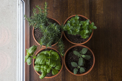 5 Ways Gardening and Plants Reduce Stress