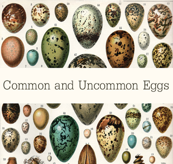 Common and Uncommon Eggs