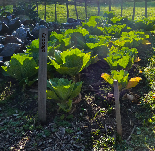 Growing Organic Cabbage