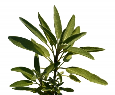 Sage as a Herbal Remedy