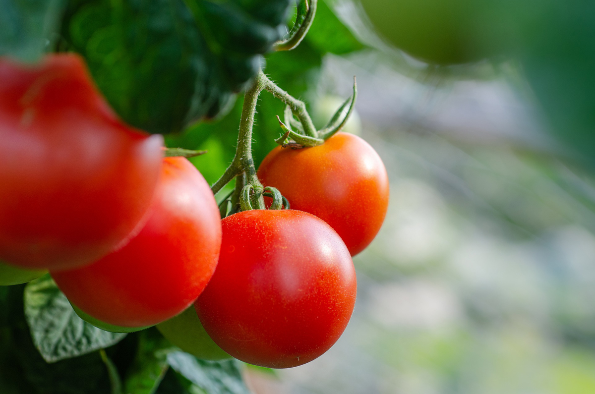 Tips on Growing Tomatoes
