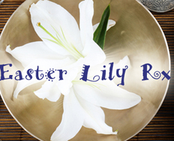 Easter Lily Rx