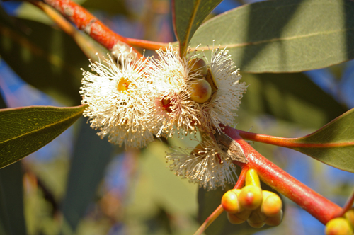 Peppermint Eucalyptus – Great for Throat and Lung Infections