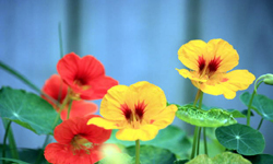 Nasturtium Flowers and Leaves