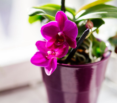 How to Repot Orchids
