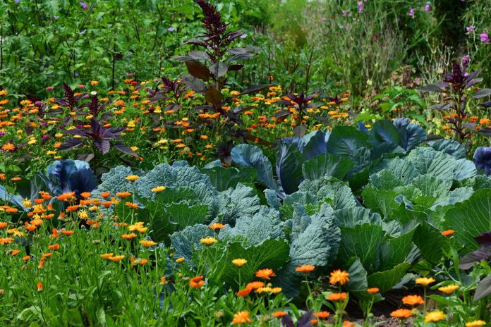June Vegetable Garden