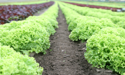 Lettuce - Plant in Spring and Summer