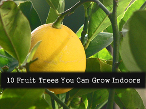 Indoor Fruit Trees – Ten Fruit Trees You Can Grow Indoors