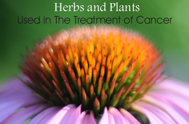 Herbs and Plants Used in The Treatment of Canc