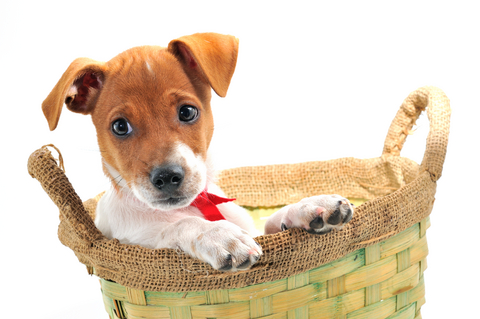 Create a Gift Basket for a Dog