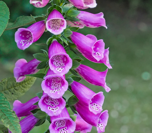 September _  Perfect Fall Gardening Weather