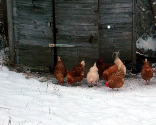 Keeping Your Chickens Tame Through Winter