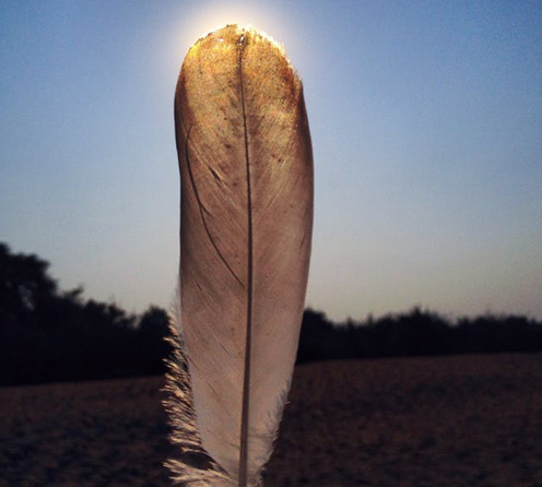 Native American Herbal Medicine