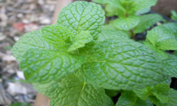 Uses for Mint