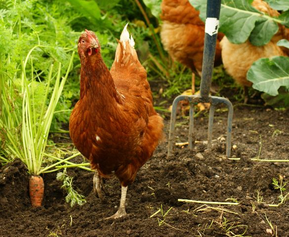 Chickens and The Home Garden