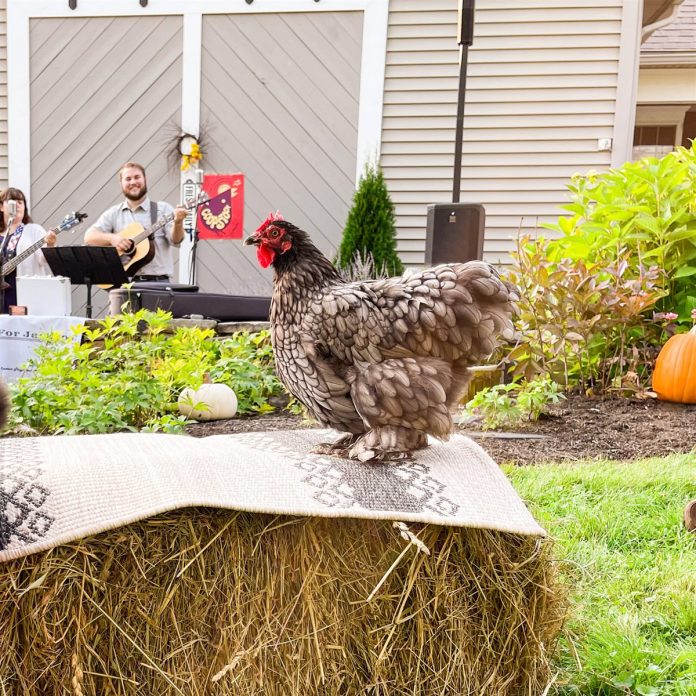 Chickens Love Music and Games