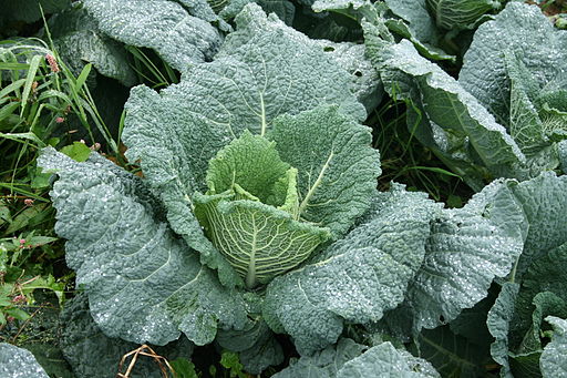 July in The Vegetable Garden