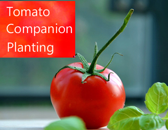 Tomato Companion Plantings