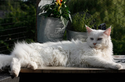 Holistic Aromatherapy for Cats