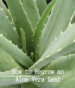 How to Preserve and Regrow an Aloe Vera Leaf