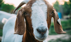 How To Raise Goats: Natural Goat Care for Meat, Milk and Profits in Your Backyard