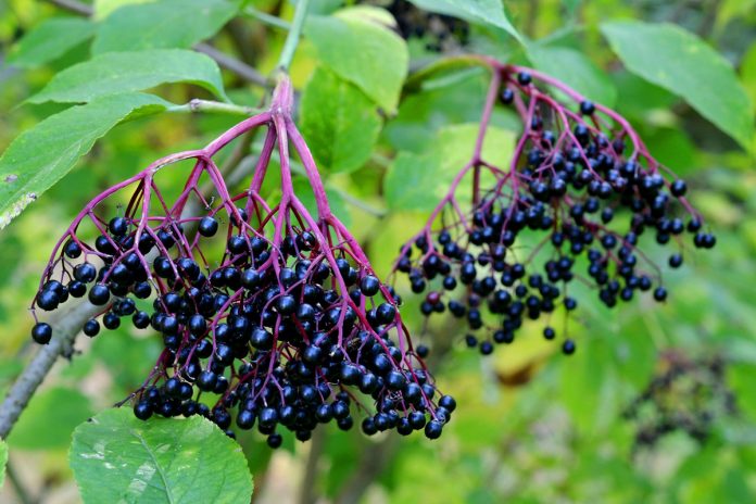 Herbal Fact Sheet: Elderberry