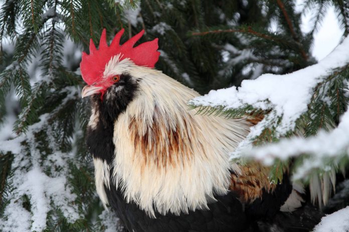 How to Keep Your Backyard Flock Healthy and Warm