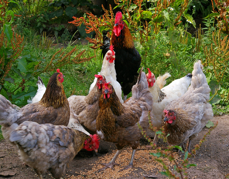 The Best Nutrition for Backyard Chickens