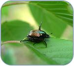 The Organic Way to Get Rid of Japanese Beetles