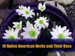 10 Native American Herbs and Their Uses