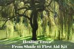 Healing Trees - From Shade to First Aid Lit