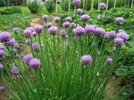 Spring Herbs