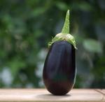 How to Grow Egggplants