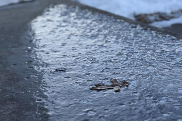 leaf on ice