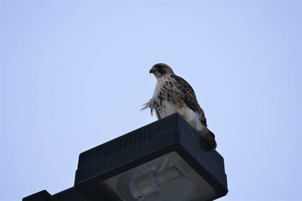 Hawk