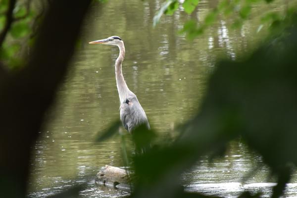 Green Heron