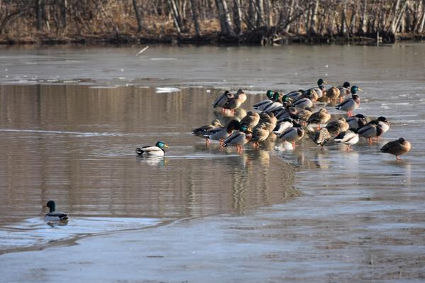 Ducks