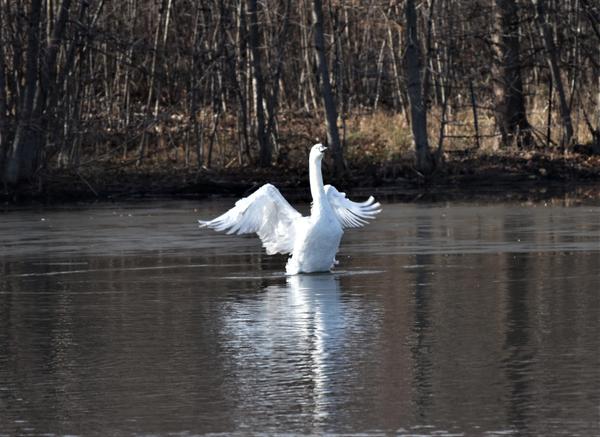 Swan
