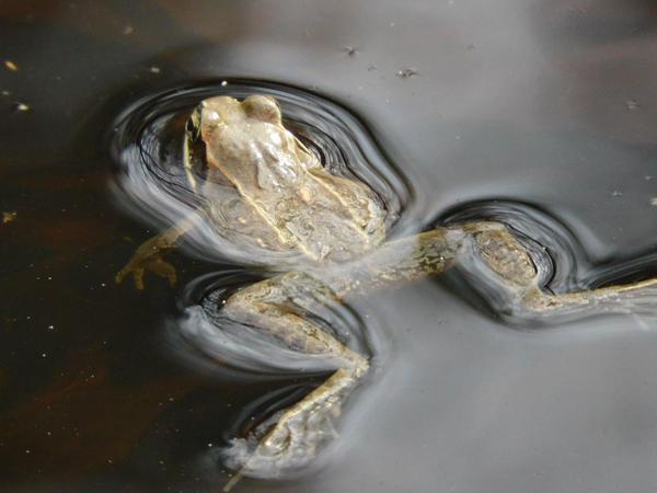leaf on ice