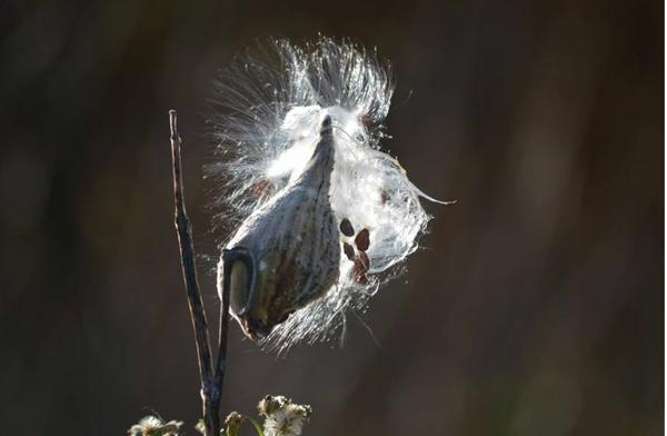 Milkweed