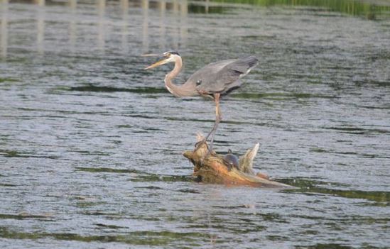 Turtle with Heron