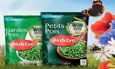 Free Birds Eye Flower Seeds