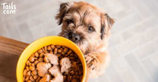 Free Dog Food Bag (Worth £24)