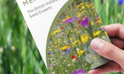 Free Wildflower Seeds Kit