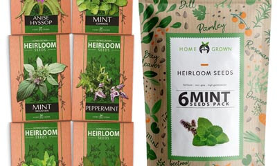 Free Mint Plant Seeds Pack