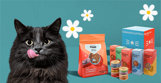 Massive Cat Food Box For £2.50