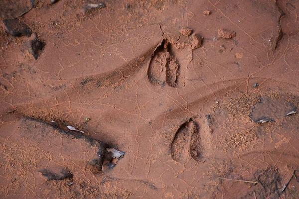 Deer Track Dirt