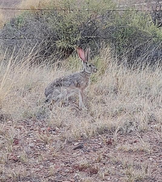 Jack Rabbit Dirt