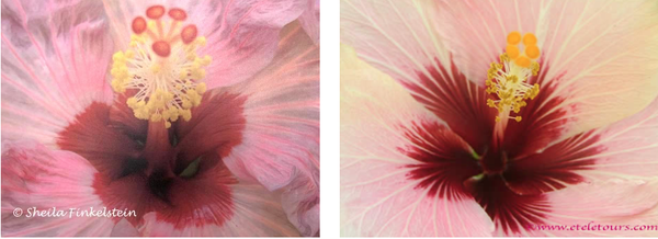 2 views or Center of a Hibiscus flower