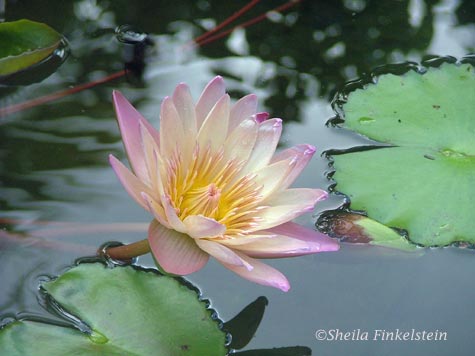 Tropical Water Lily spreading light.